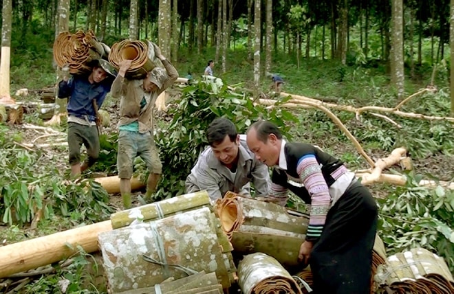 Người dân Văn Chân Yên Bái thu hoạch quế