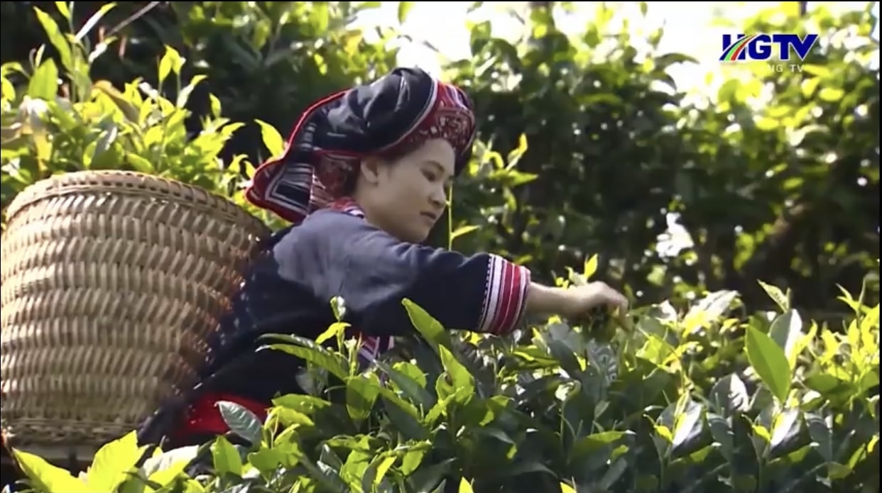Hình ảnh đồng bào dân tộc thiểu số thu hái chè cổ thụ 