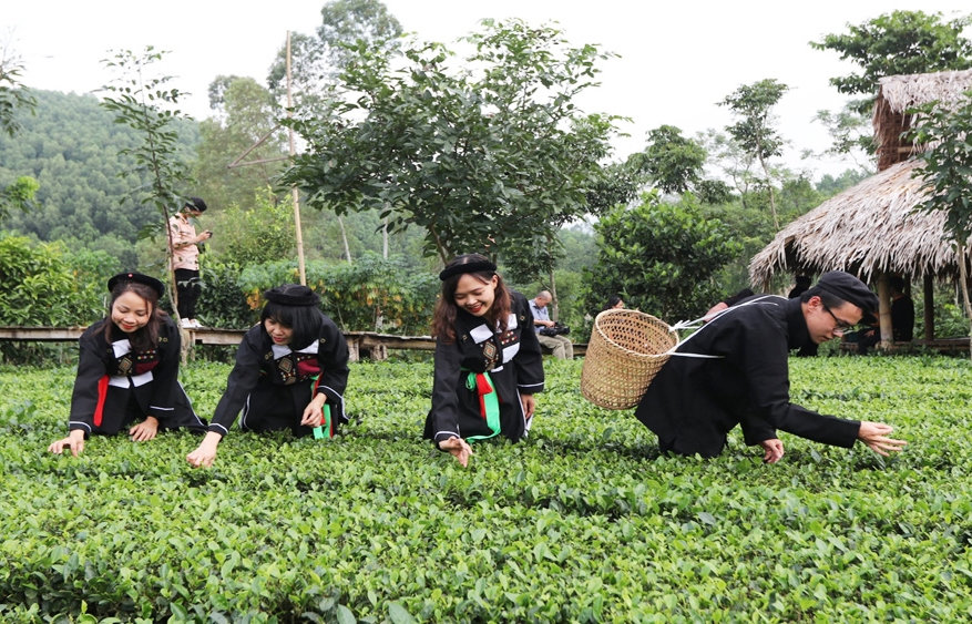 Du khách trải nghiệm hái chè tại bản Ven, xã Xuân Lương (huyện Yên Thế)