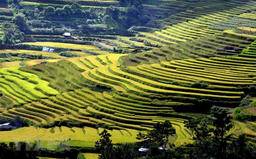 Những thửa ruộng bậc thang uốn lượn ôm các sườn núi trong nắng chiều. (Ảnh: Quý Trung/TTXVN)