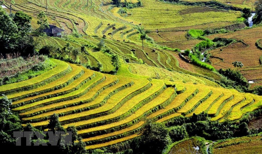 Cánh đồng Tả Lèng vào những ngày tiết trời sang Thu. (Ảnh: Quý Trung/TTXVN)