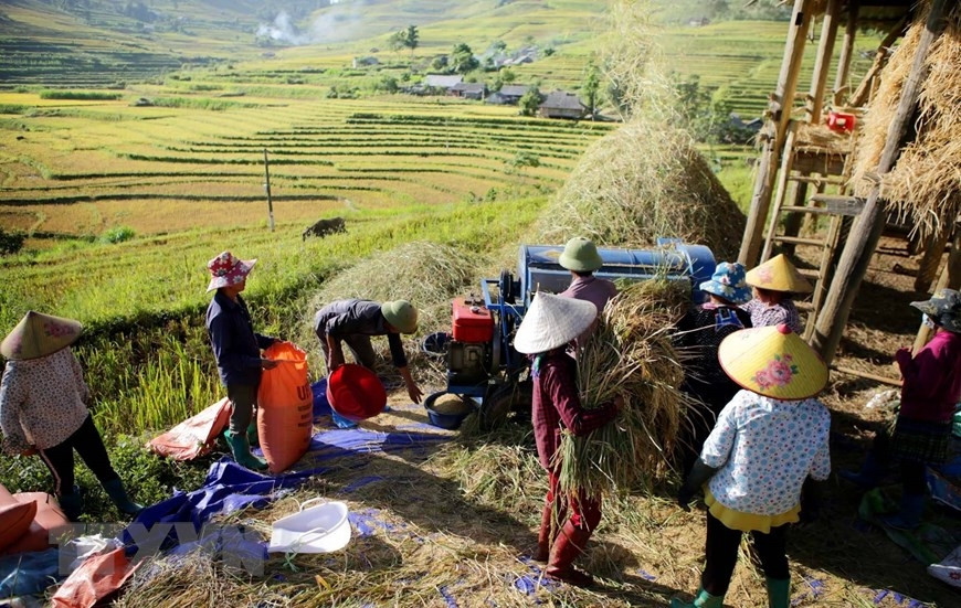 Thu hoạch lúa trên những thửa ruộng bậc thang ở xã Tả Lèng. (Ảnh: Quý Trung/TTXVN)