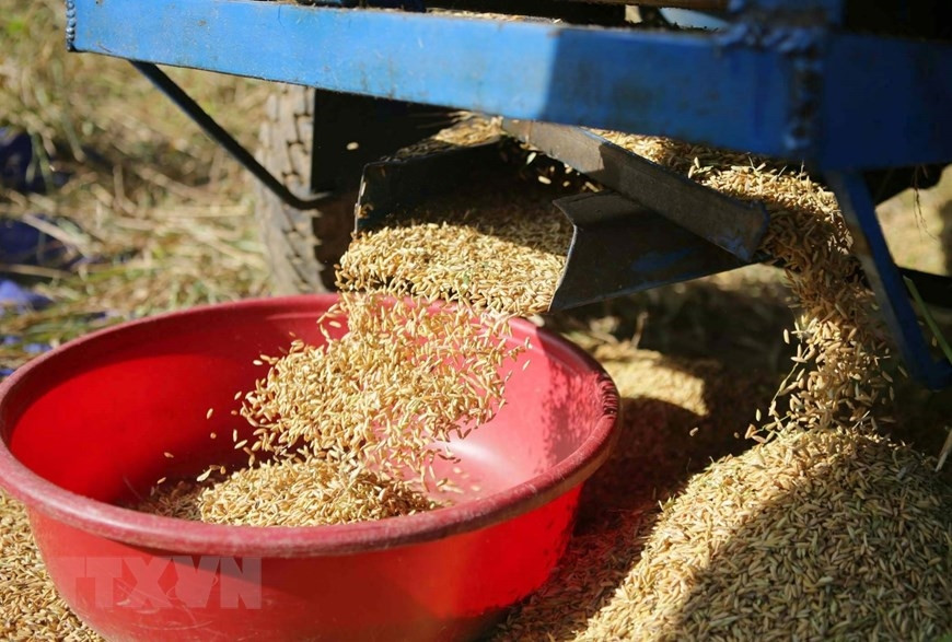 Những hạt thóc vàng óng được tuốt ra từ cánh đồng Tả Lèng. (Ảnh: Quý Trung/TTXVN)