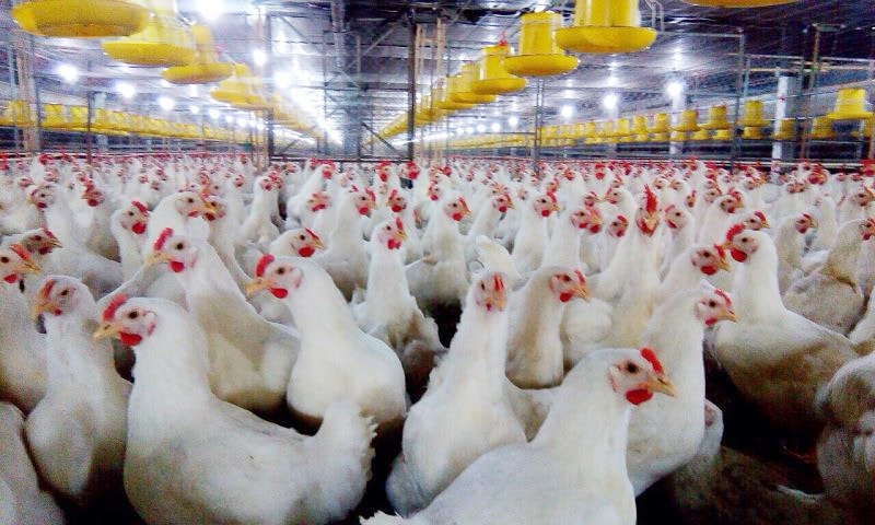 Nυôi gà thịt nhốt chuồng đang dần trở thành một xu hướng phát triển kinh tế mới của bà con nông dân. Ảnh minh họa