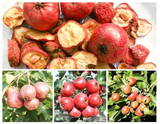 Táo mèo được sử dụng như một vị thuốc quý để chữa nhiều loại bệnh khác nhau
