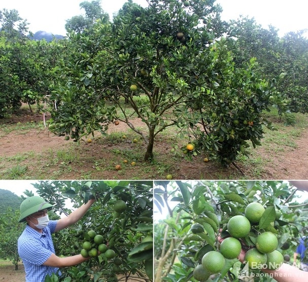 Con Cuông có những trang trại cam bát ngát ở xã Yên Khê, thương hiệu cam Con Cuông đã được khẳng định trên thị trường trong và ngoài tỉnh với vị ngọt, hương thơm đặc trưng. Hiện đang là mùa thu hoạch cam, những vườn cam xanh tốt, trĩu quả cũng là điểm tham quan lý tưởng khi lên vùng đất non nước hữu tình này. Ảnh: Bá Hậu