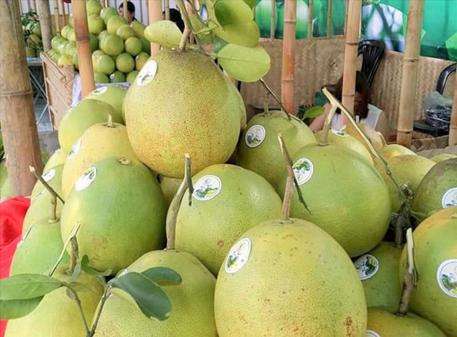 Xứ Huế vào hội Thanh trà 5