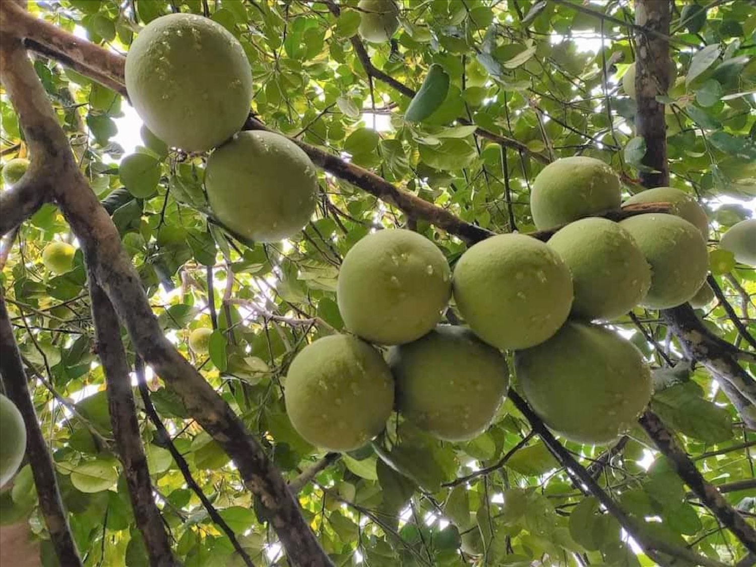 Quả thanh trà xứ Huế