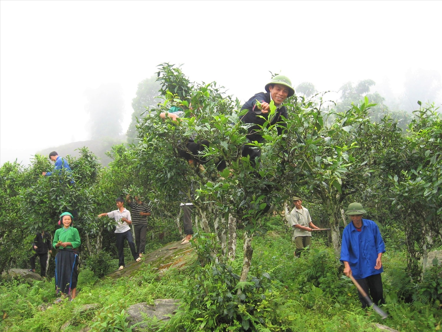 Bà Lù Thị Ỉnh và con cháu người Nùng thôn Sông Lẫm giữ gìn đồi chè Shan tuyết cổ thụ gần trăm năm tuổi 
