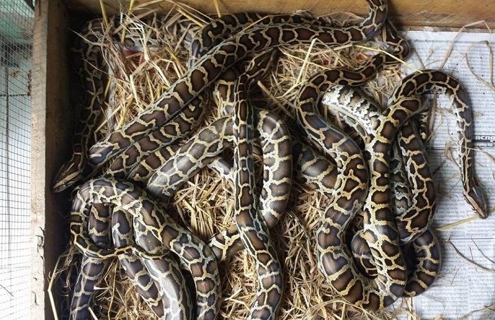 Kỹ thuật nuôi trăn mang lại giá trị kinh tế cao