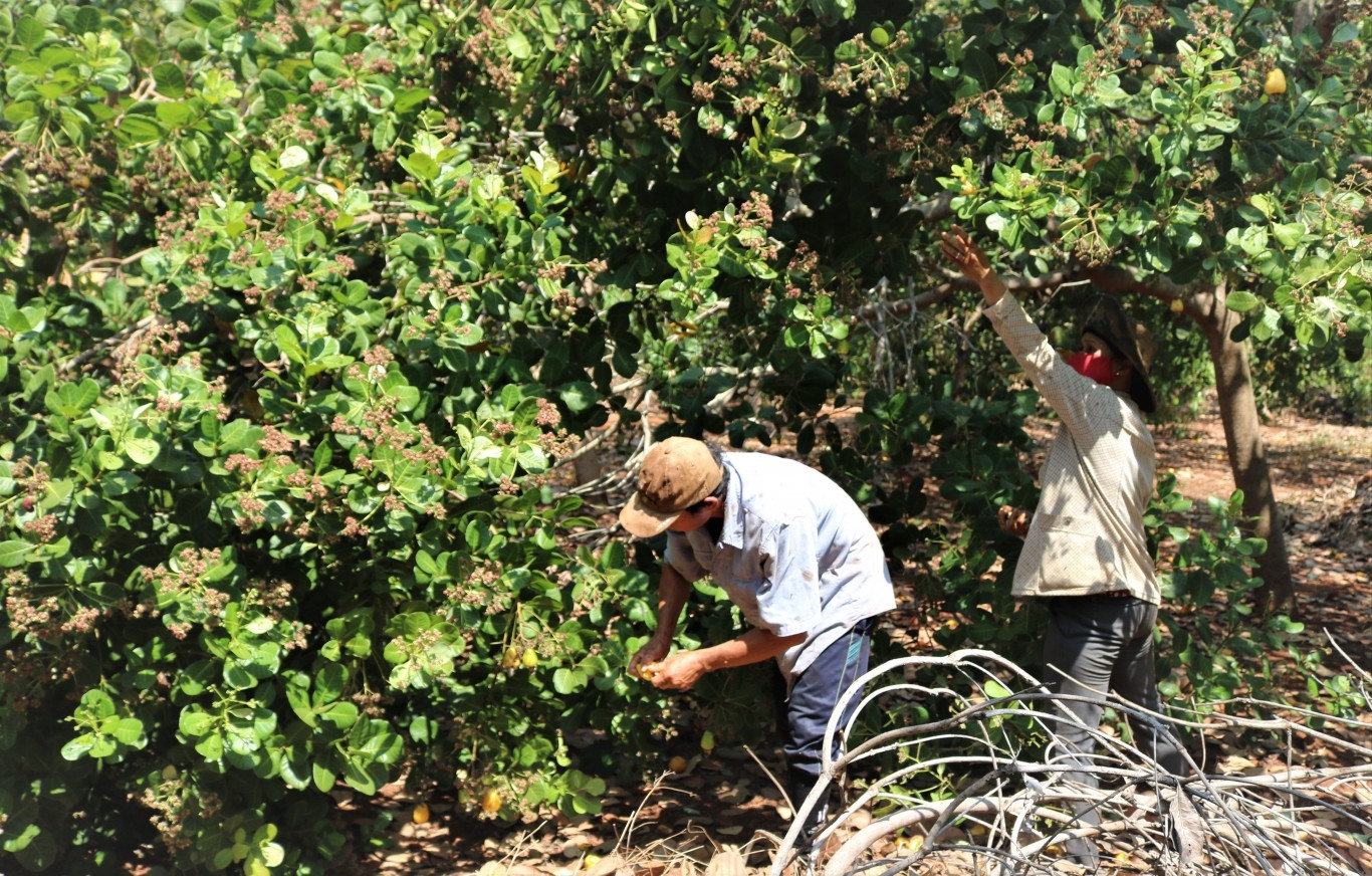 Bà con nông dân cần áp dụng kỹ thuật chăm sóc cây điều một cách bài bản để nâng cao chất lượng.
