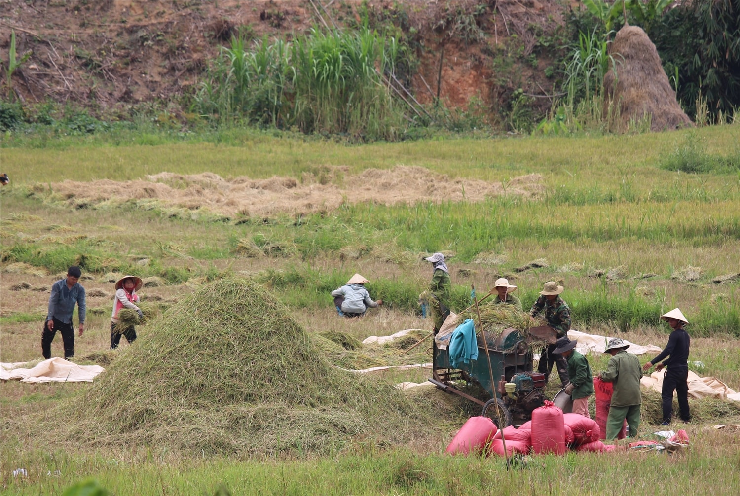 Bà con nông dân thu hoạch lúa, tuốt lúa tại ruộng
