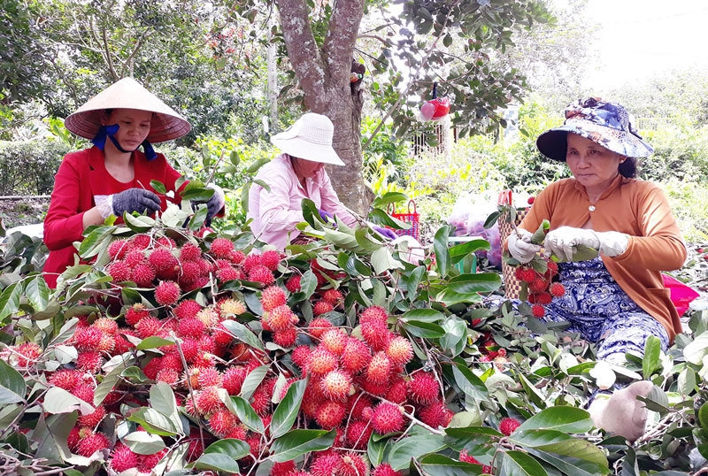 Giá chôm chôm ở các tỉnh miền Tây giảm sâu nhất trong vàng 7 năm qua (ảnh minh họa).