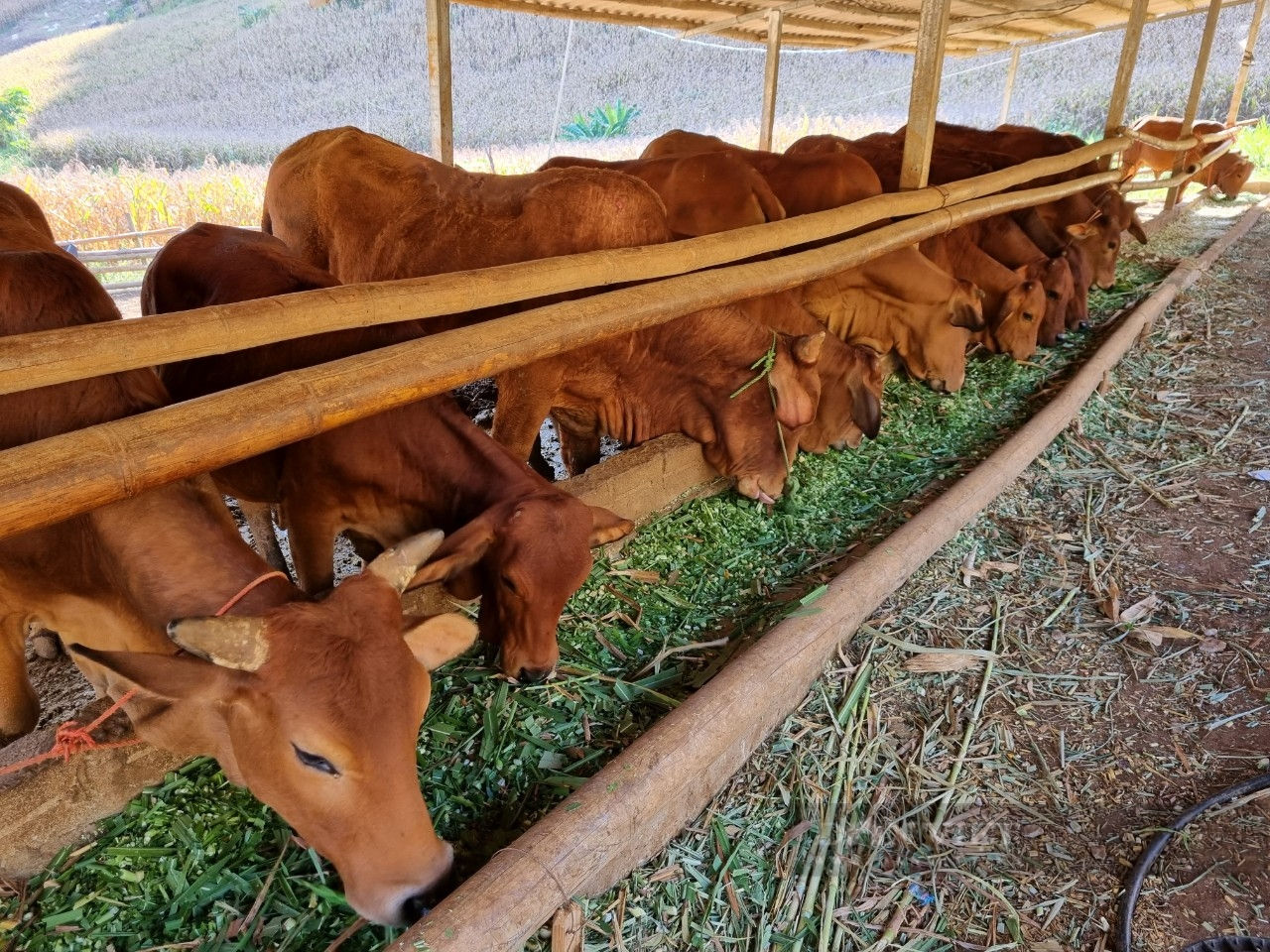 Đàn bò lai Sind của anh Dạy đang sinh trưởng và phát triển tốt. Ảnh: Mùa Xuân.