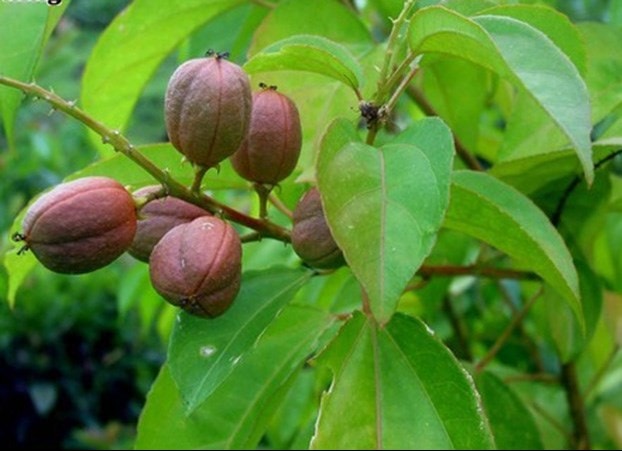 Ba đậu là cây thuốc được dùng trong nhiều bài thuốc Đông y Ba đậu là cây thuốc được dùng trong nhiều bài thuốc Đông y