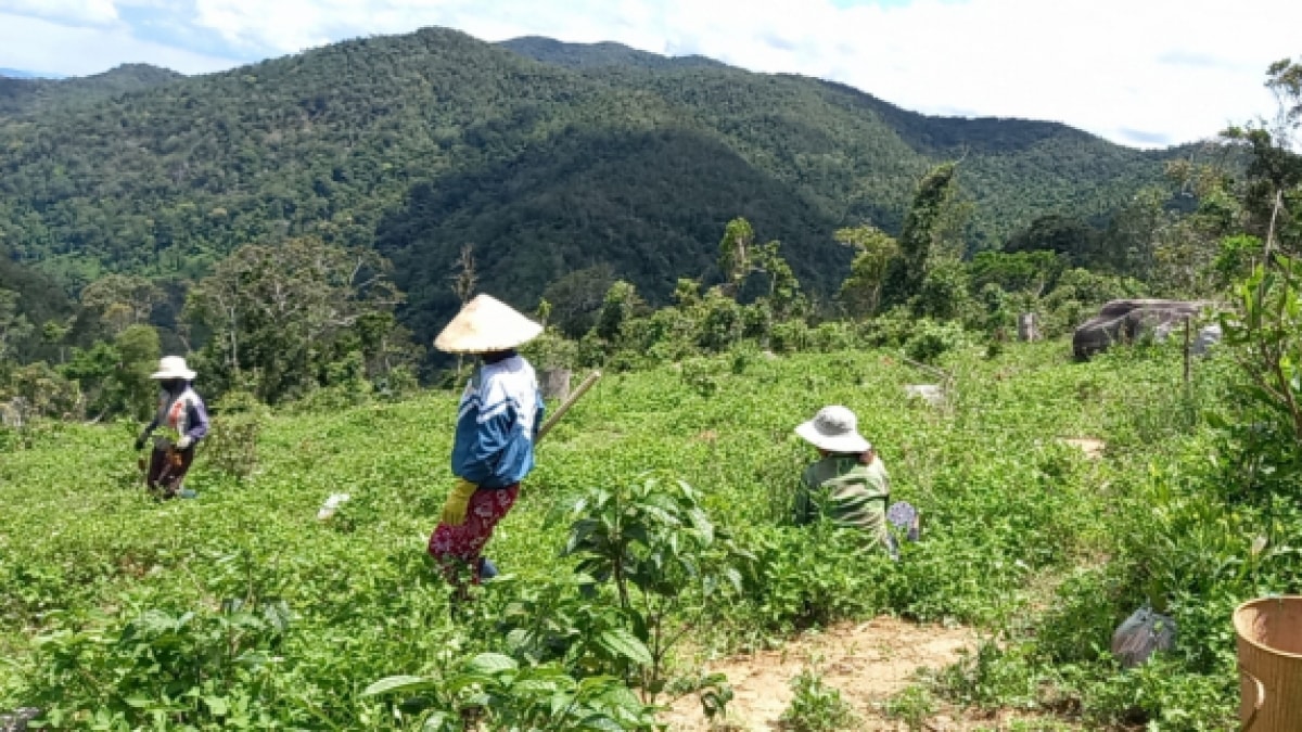 Người dân xã Song An, thị xã An Khê (Gia Lai), sản suất trên đất rừng