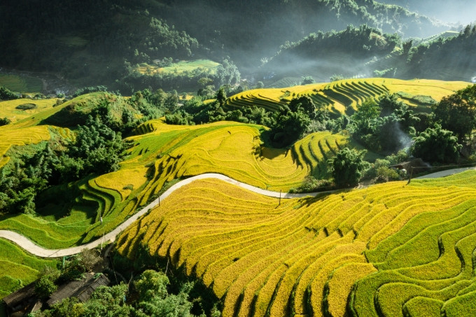 Mùa lúa chín Sa Pa vào tháng 8/2021. Ảnh: Dương Quốc Hiếu