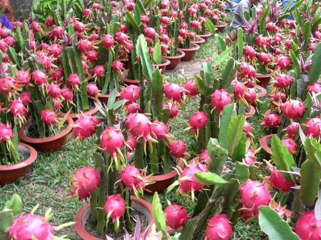 Chỉ dẫn địa lý thanh long Bình Thuận được bảo hộ tại Nhật Bản đã góp phần làm tăng giá trị các sản phẩm Việt Nam.