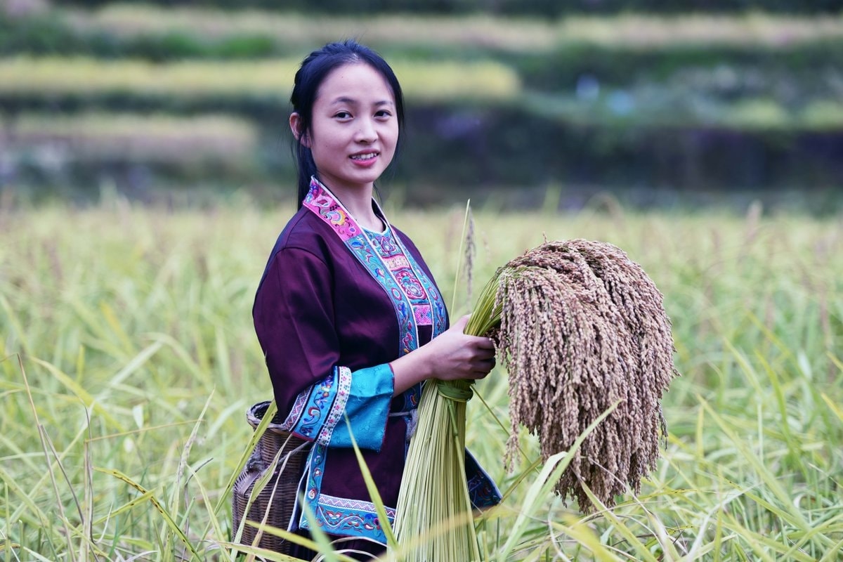 Thiếu nữ dân tộc Choang thu hoạch lúa