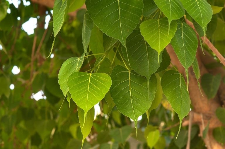 Bồ đề là dược liệu thường được sử dụng để điều trị bệnh trong Đông y. 