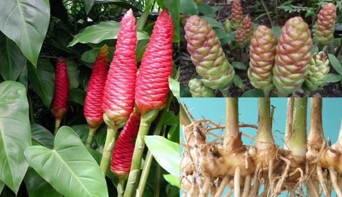 Gừng gió được dân gian ví như “tiên dược” có thể chữa được nhiều bệnh.