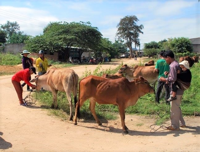 Các hộ thành viên trong Tổ chăn nuôi bò tại buôn Hiao luân phiên nhau chăn thả, trông coi đàn bò 