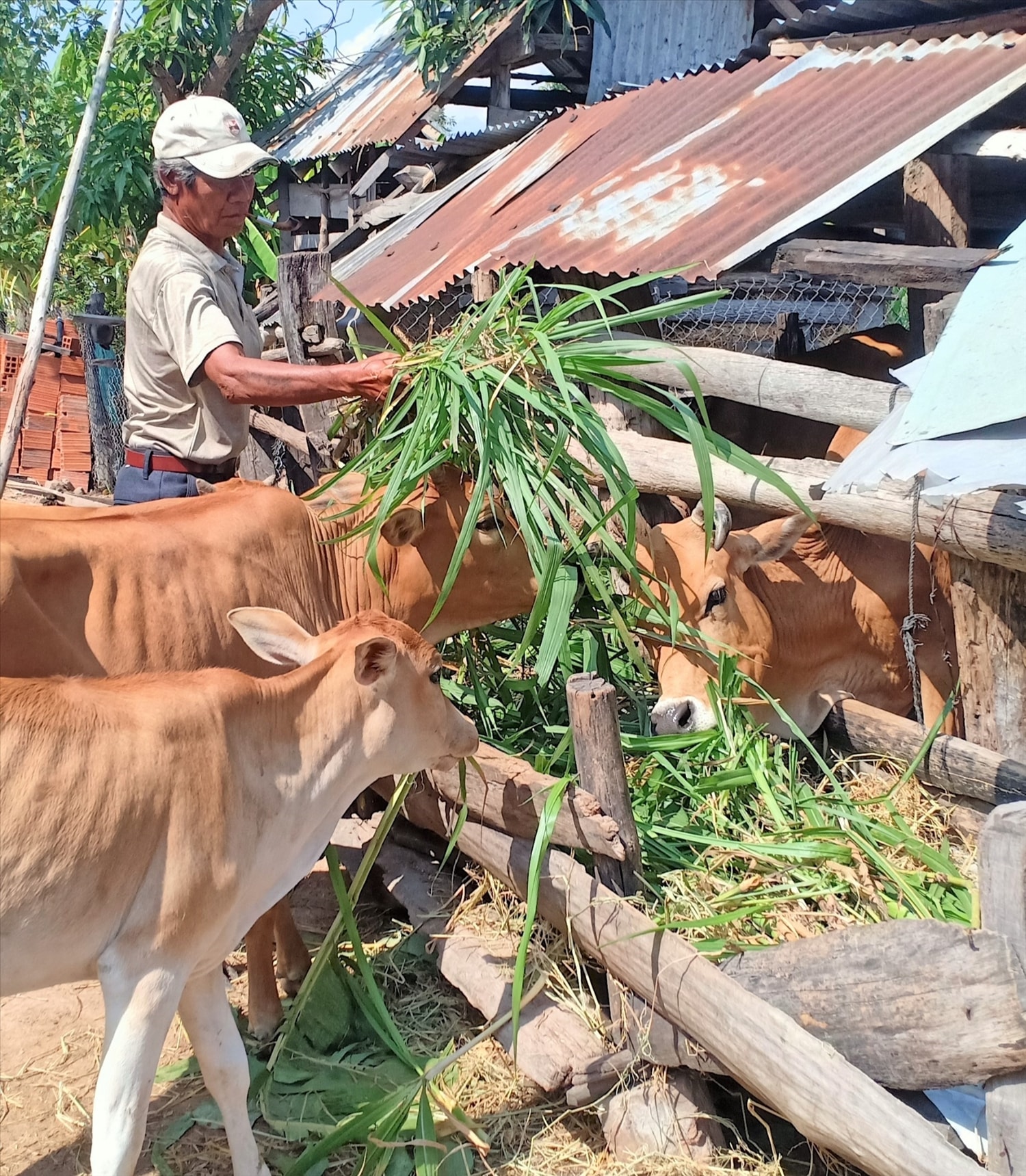 Già làng Ksor Weo, Bí thư Chi bộ bôn Hiao,  thành viên Tổ chăn nuôi chủ động chăm sóc đàn bò trong mùa vụ