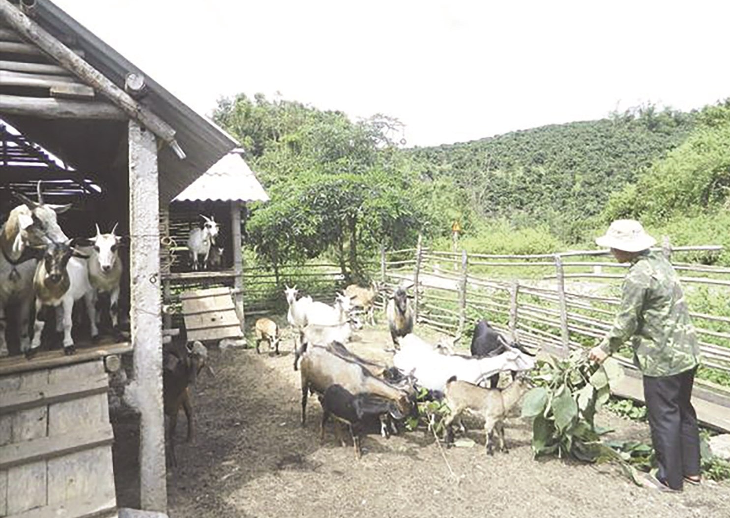 Mô hình nuôi dê thương phẩm của bà con Bru Vân kiều, thoát nghèo ở xã Triệu Nguyên huyện Đa Krông, tỉnh Quảng Trị.