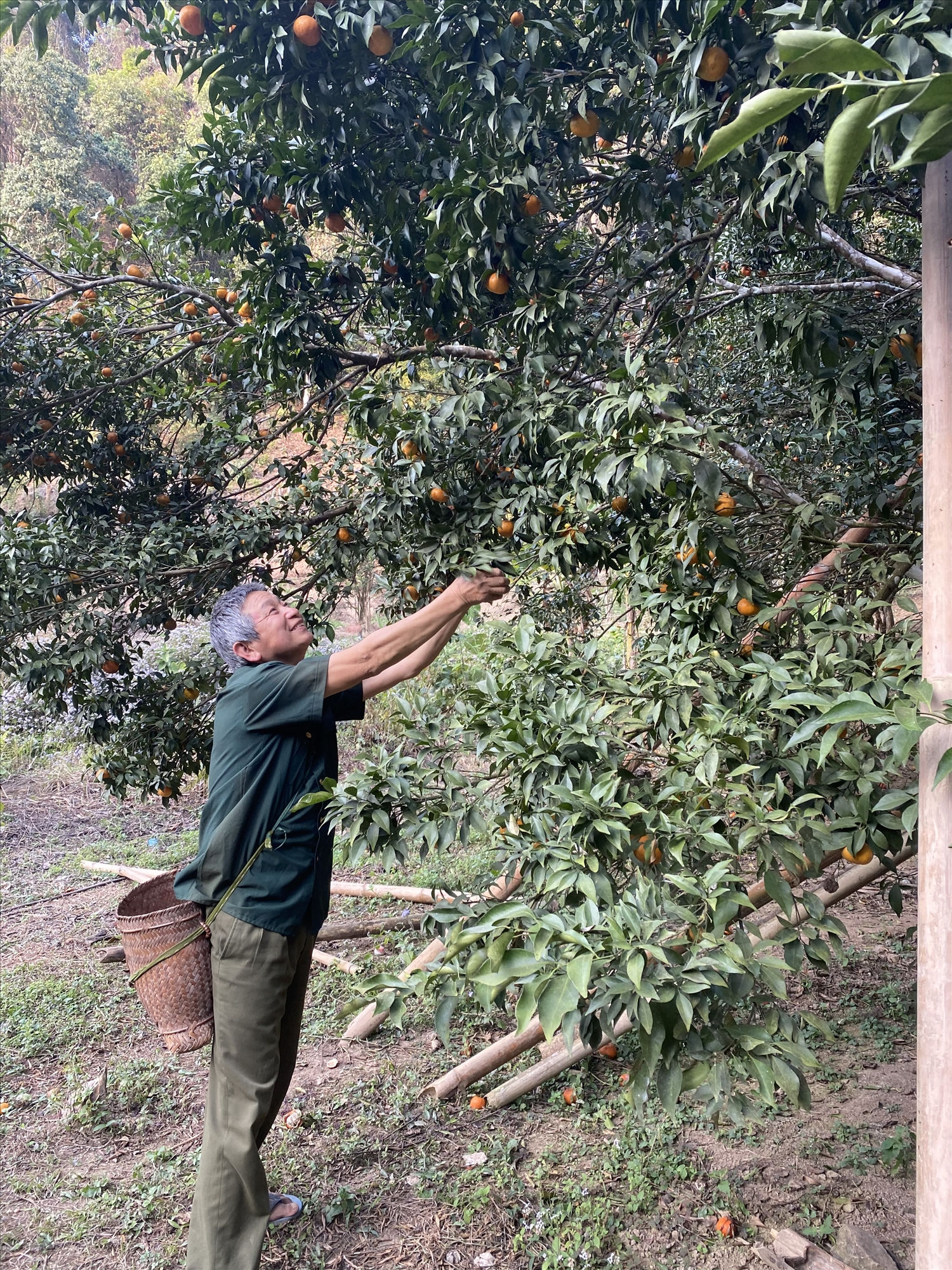 Người dân xã Nậm Lạnh, huyện Sốp Cộp thu hoạch nông sản Người dân xã Nậm Lạnh, huyện Sốp Cộp thu hoạch nông sản