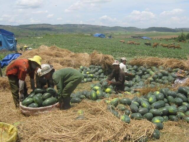 Các doanh nghiệp cần chủ động tránh đứt gãy xuất khẩu vào Trung Quốc. Ảnh minh họa - Nguồn: Dân trí. Các doanh nghiệp cần chủ động tránh đứt gãy xuất khẩu vào Trung Quốc. Ảnh minh họa - Nguồn: Dân trí.
