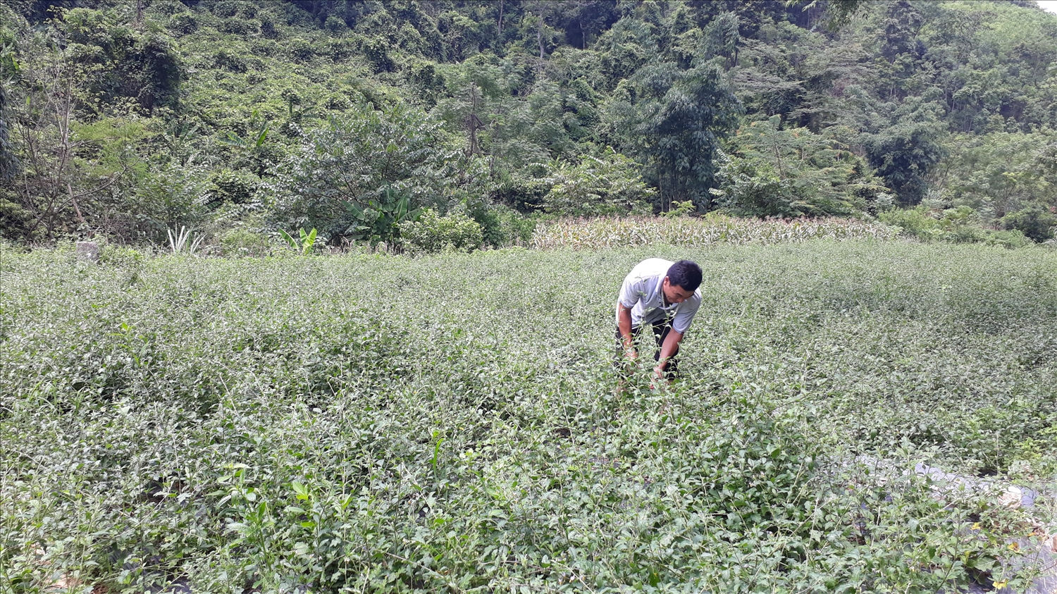 Người dân thôn Khuổi Đeng 1 chăm sóc cây cà gai leo