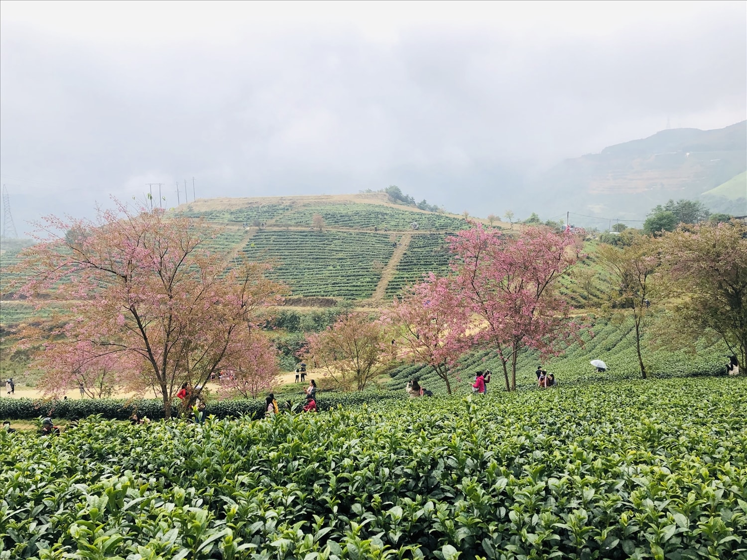 ''Mùa vàng'' du lịch Đông - Tây Bắc 7