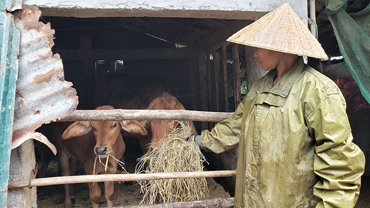 Người dân xã Quảng Tiến (Quảng Trạch) đã dự trữ rơm khô cho đàn vật nuôi ngay từ đầu mùa đông. Ảnh: QB Người dân xã Quảng Tiến (Quảng Trạch) đã dự trữ rơm khô cho đàn vật nuôi ngay từ đầu mùa đông. Ảnh: QB