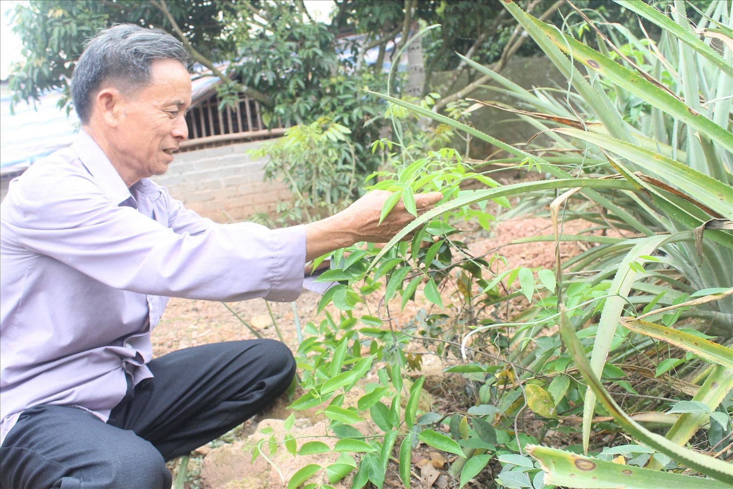 Ông Nguyễn Khắc Lư (thôn Hậu, xã Liên Chung, huyện Tân Yên, Bắc Giang) chăm sóc những khóm sâm Nam mọc xen lẫn những bụi cây dứa Ông Nguyễn Khắc Lư (thôn Hậu, xã Liên Chung, huyện Tân Yên, Bắc Giang) chăm sóc những khóm sâm Nam mọc xen lẫn những bụi cây dứa