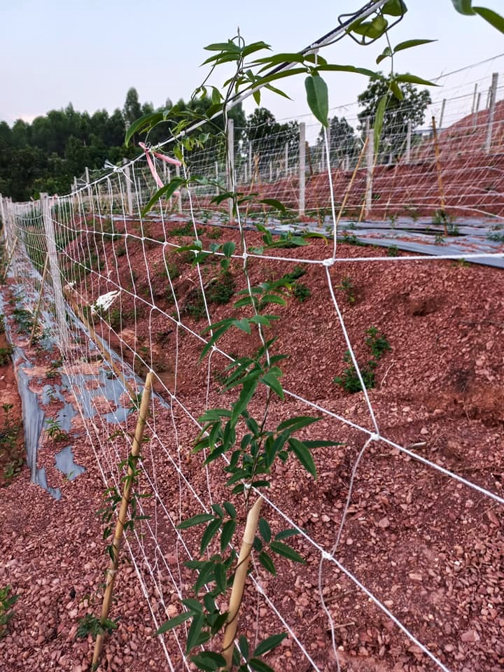 Sâm Nam núi Dành được trồng trên diện rộng Sâm Nam núi Dành được trồng trên diện rộng