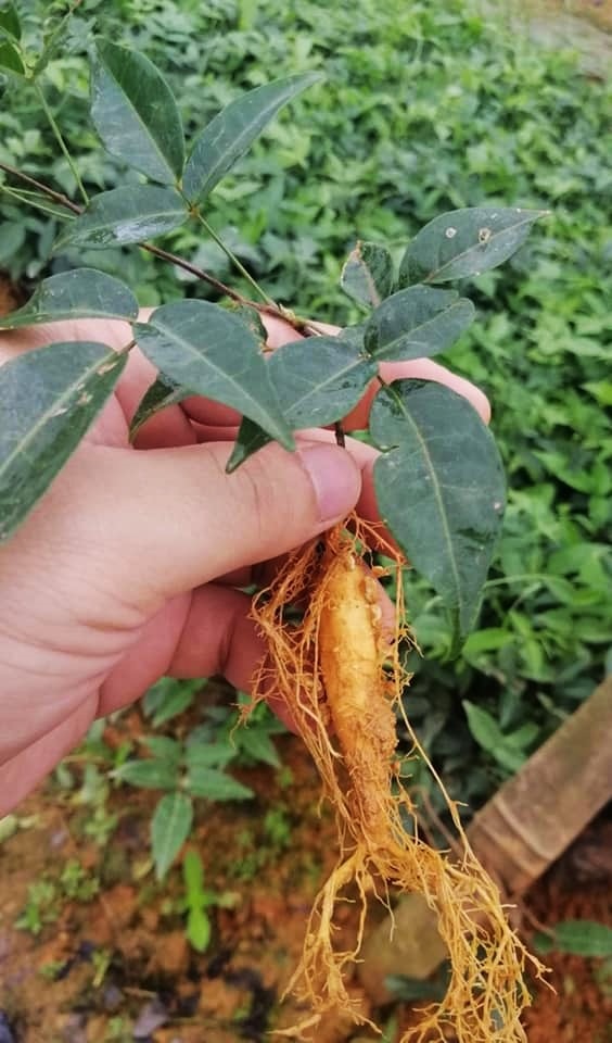 Một củ sâm Nam núi Dành Một củ sâm Nam núi Dành được nhân giống