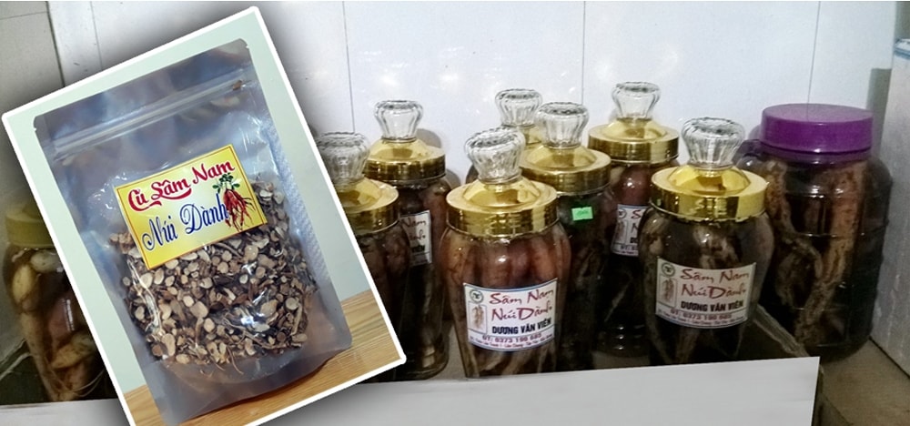 Củ sâm Nam núi Dành được sử dụng để ngâm rượu Củ sâm Nam núi Dành được sử dụng để ngâm rượu