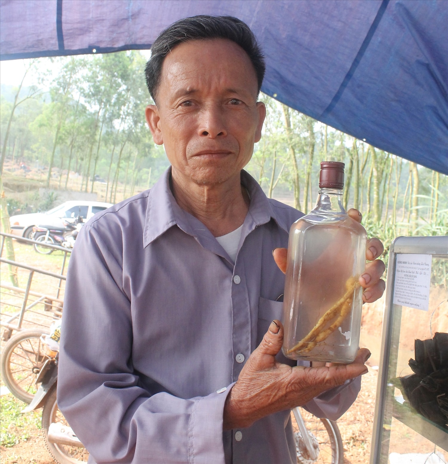 Sản phẩm sâm Nam núi Dành hiện phần lớn được ngâm rượu hoặc hãm nước uống Sản phẩm sâm Nam núi Dành hiện phần lớn được ngâm rượu hoặc hãm nước uống