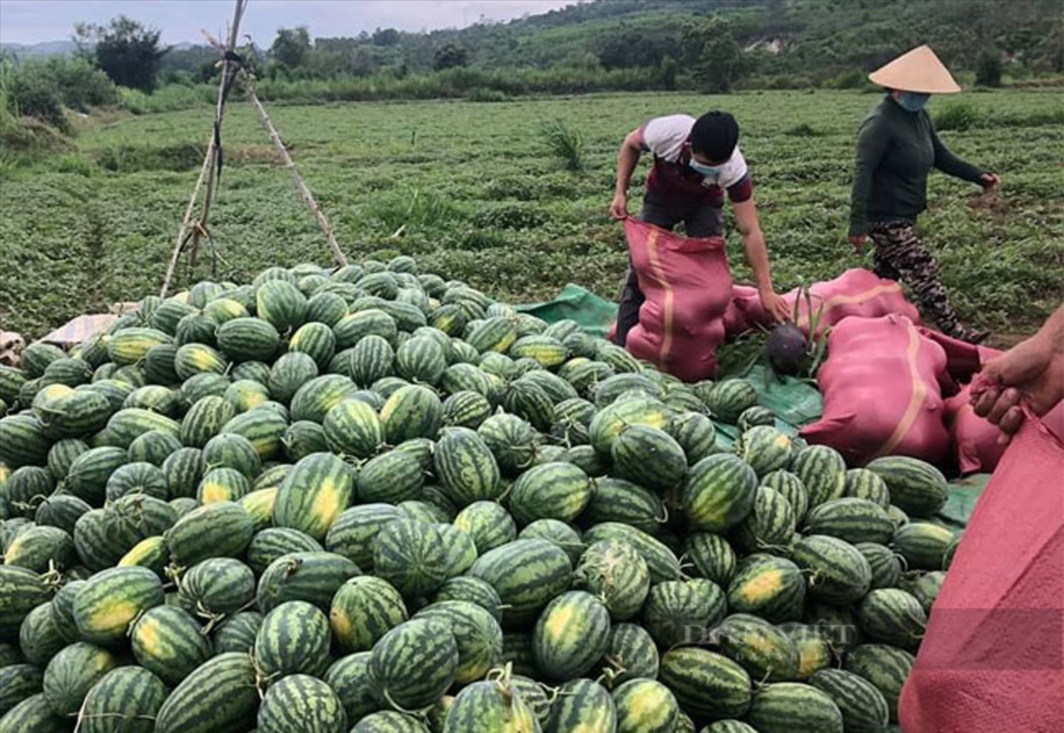 Kết nối tiêu thụ nông sản giúp người nông dân vượt qua khó khăn do ảnh hưởng bởi dịch bệnh