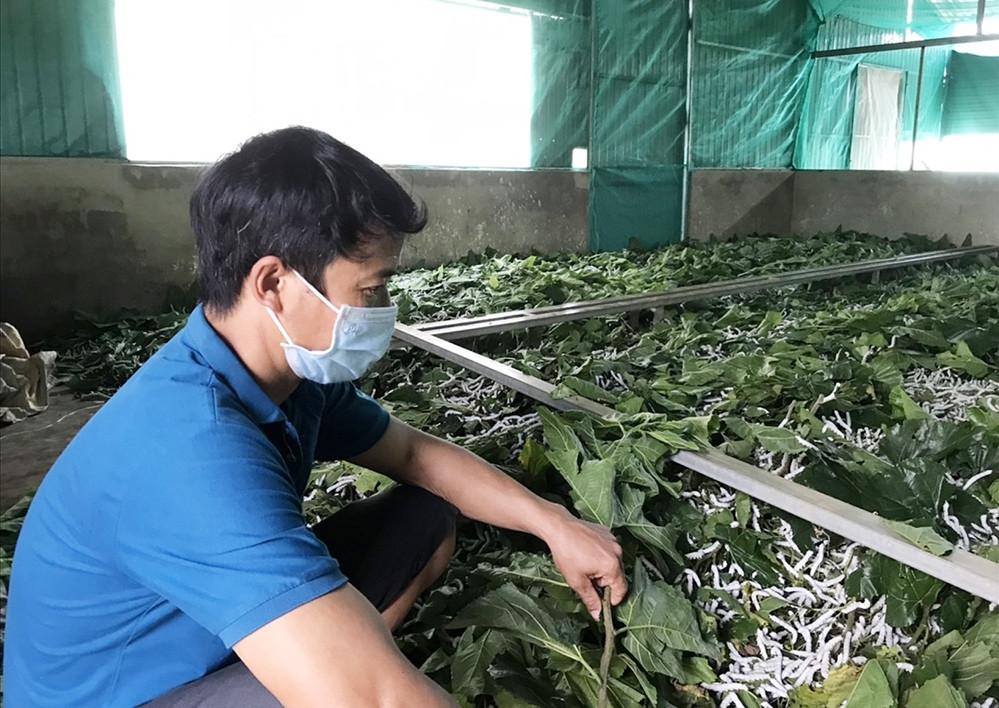 Kinh tế gia đình anh Phạm Văn Hiệp khá lên nhờ mô hình trồng dâu nuôi tằm