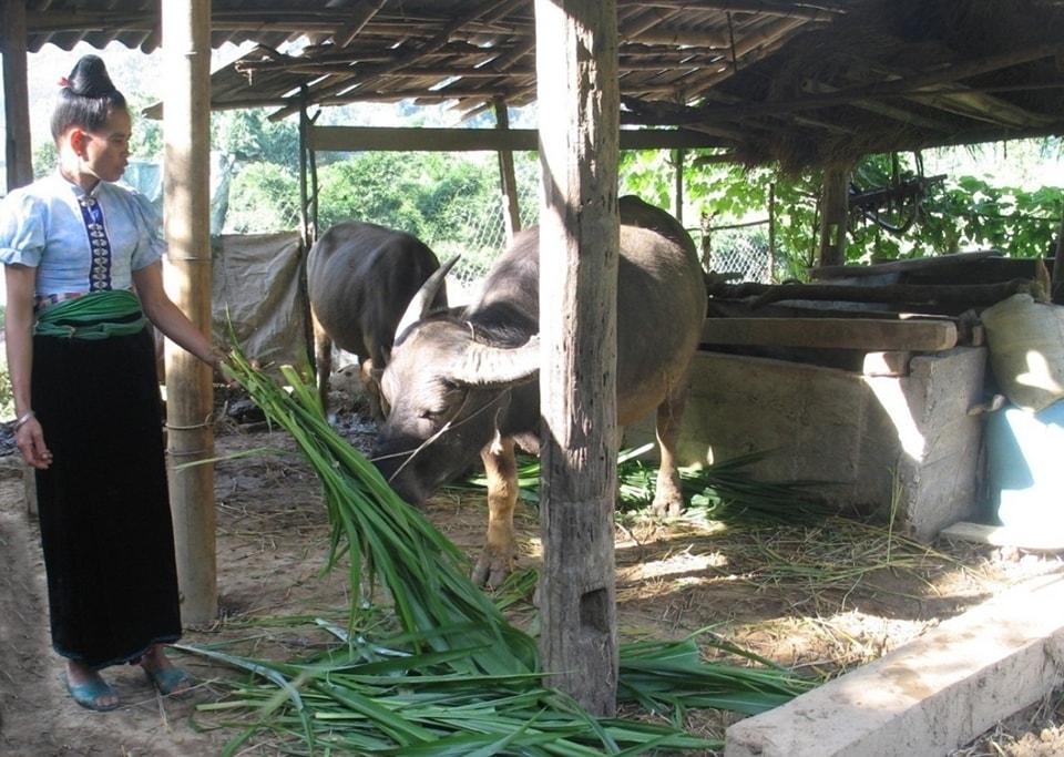 Một hộ đồng bào DTTS ở huyện Trạm Tấu (Yên Bái) tăng gia sản xuất, thoát nghèo và ổn định cuộc sống. (Ảnh TL)