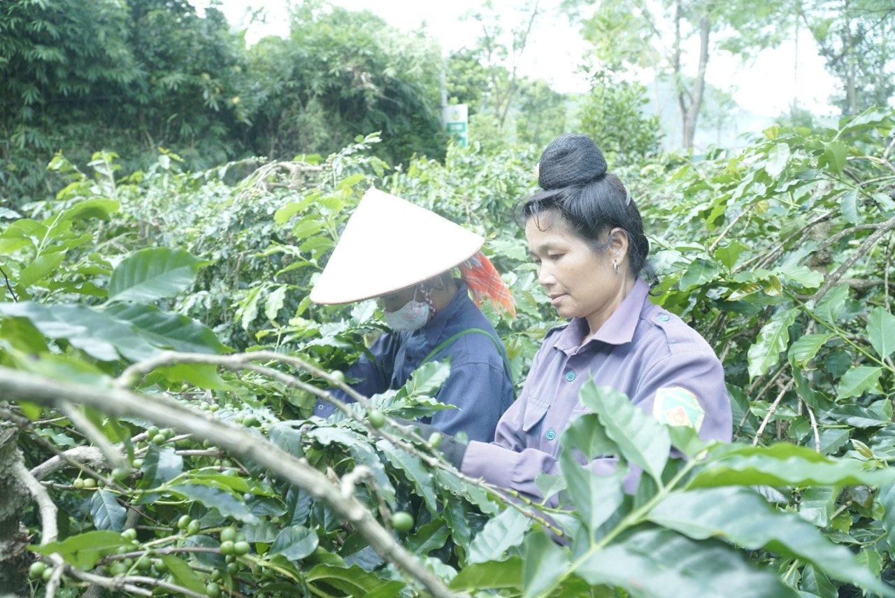 Người dân Mường Ảng thu hoạch cà phê Người dân Mường Ảng thu hoạch cà phê