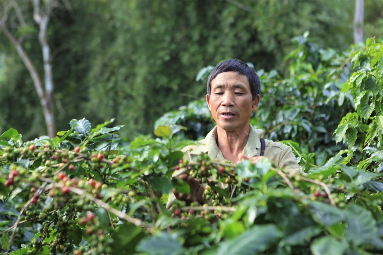 Năm nay cà phê Mường Ảng được mùa, được giá và được bao tiêu sản phẩm Năm nay cà phê Mường Ảng được mùa, được giá và được bao tiêu sản phẩm