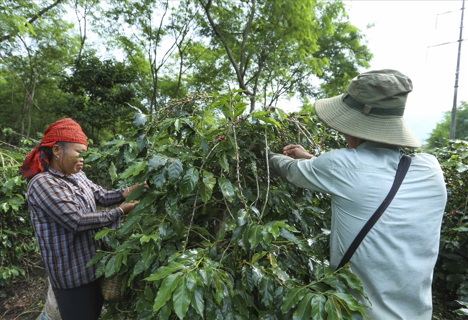 Bà con nông dân thu hái cà phê Bà con nông dân thu hái cà phê