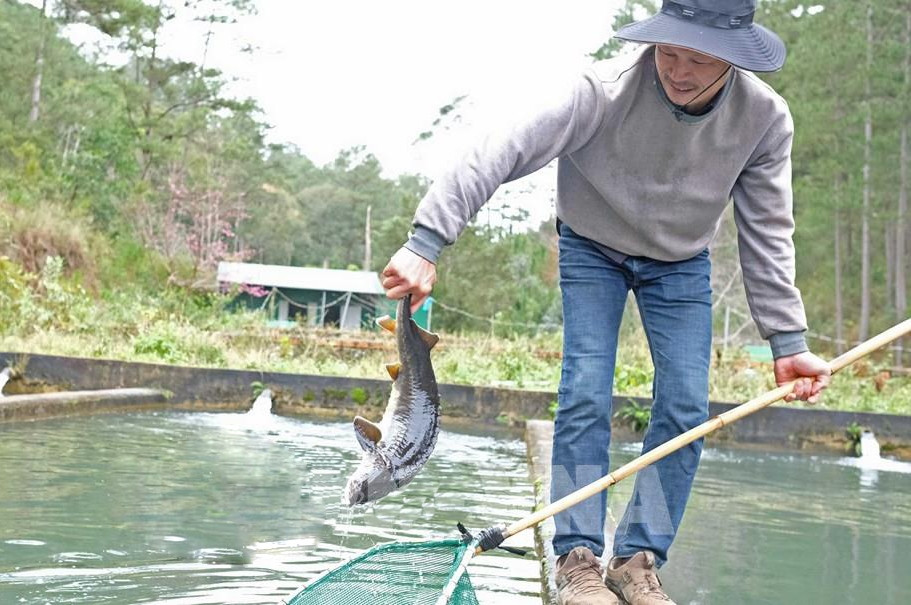 Tại địa phương cũng đã hình thành một số mô hình nuôi cá tầm