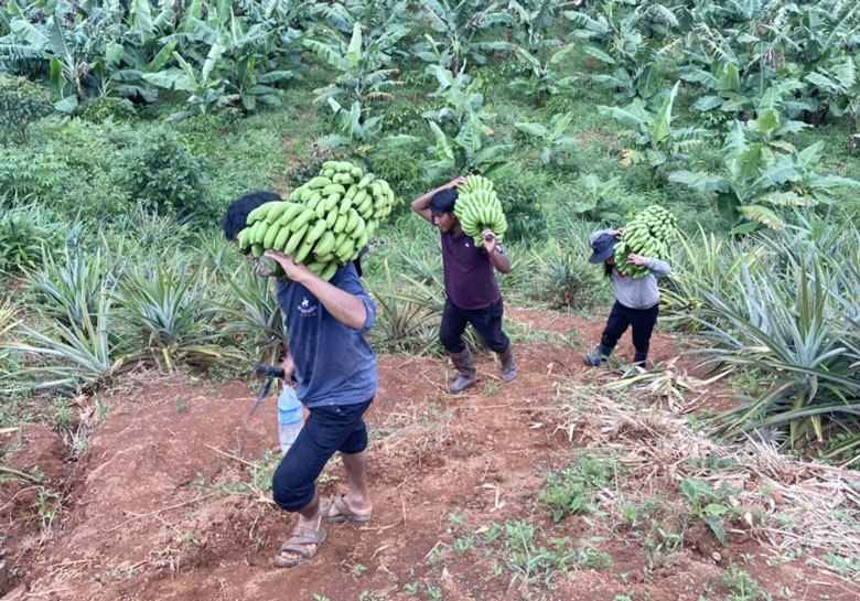 Nông dân Đưng K’Nớ vui mừng thu hoạch vụ chuối Laba đầu tiên