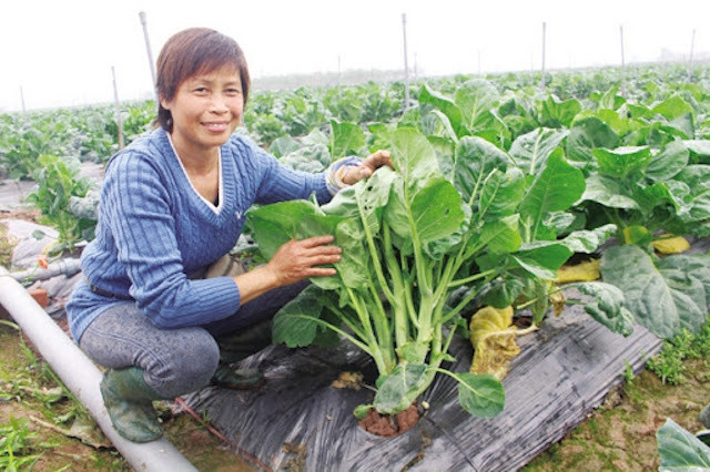 Chị Đặng Thị Cuối, Giám đốc HTX rau hữu cơ Cuối Quý bên trang trại nông sản sạch được công nhận OCOP đạt chất lượng 3 sao cấp Thành phố. Chị Đặng Thị Cuối, Giám đốc HTX rau hữu cơ Cuối Quý bên trang trại nông sản sạch được công nhận OCOP đạt chất lượng 3 sao cấp Thành phố.
