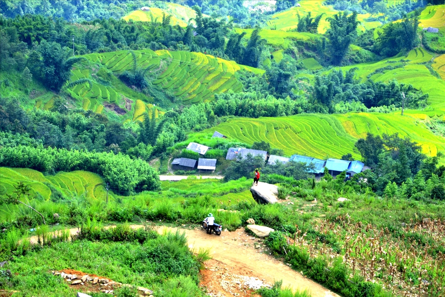 Những thửa ruộng bậc thang vàng óng mùa lúa chín Những thửa ruộng bậc thang vàng óng mùa lúa chín
