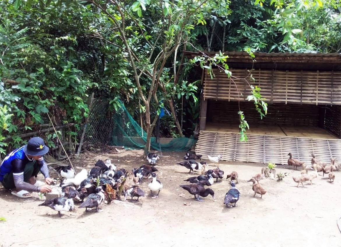 Mô hình chăn nuôi gà từ chương trình “Không còn nạn đói” ở thôn K8, xã Sông Kôn, huyện Đông Giang, tỉnh Quảng Nam (Ảnh TL) Mô hình chăn nuôi gà từ chương trình “Không còn nạn đói” ở thôn K8, xã Sông Kôn, huyện Đông Giang, tỉnh Quảng Nam (Ảnh TL)