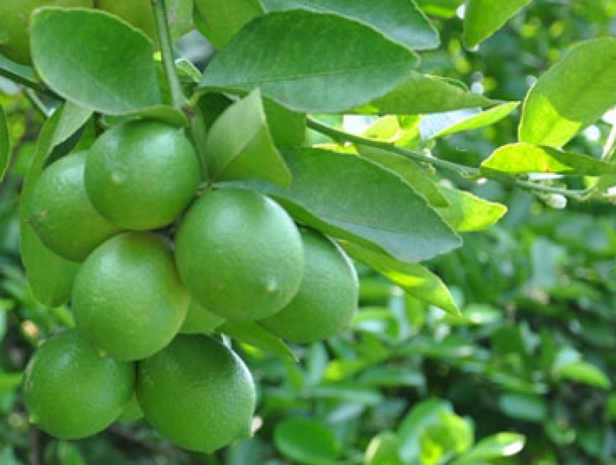 Cách xử lý cây chanh không ra quả